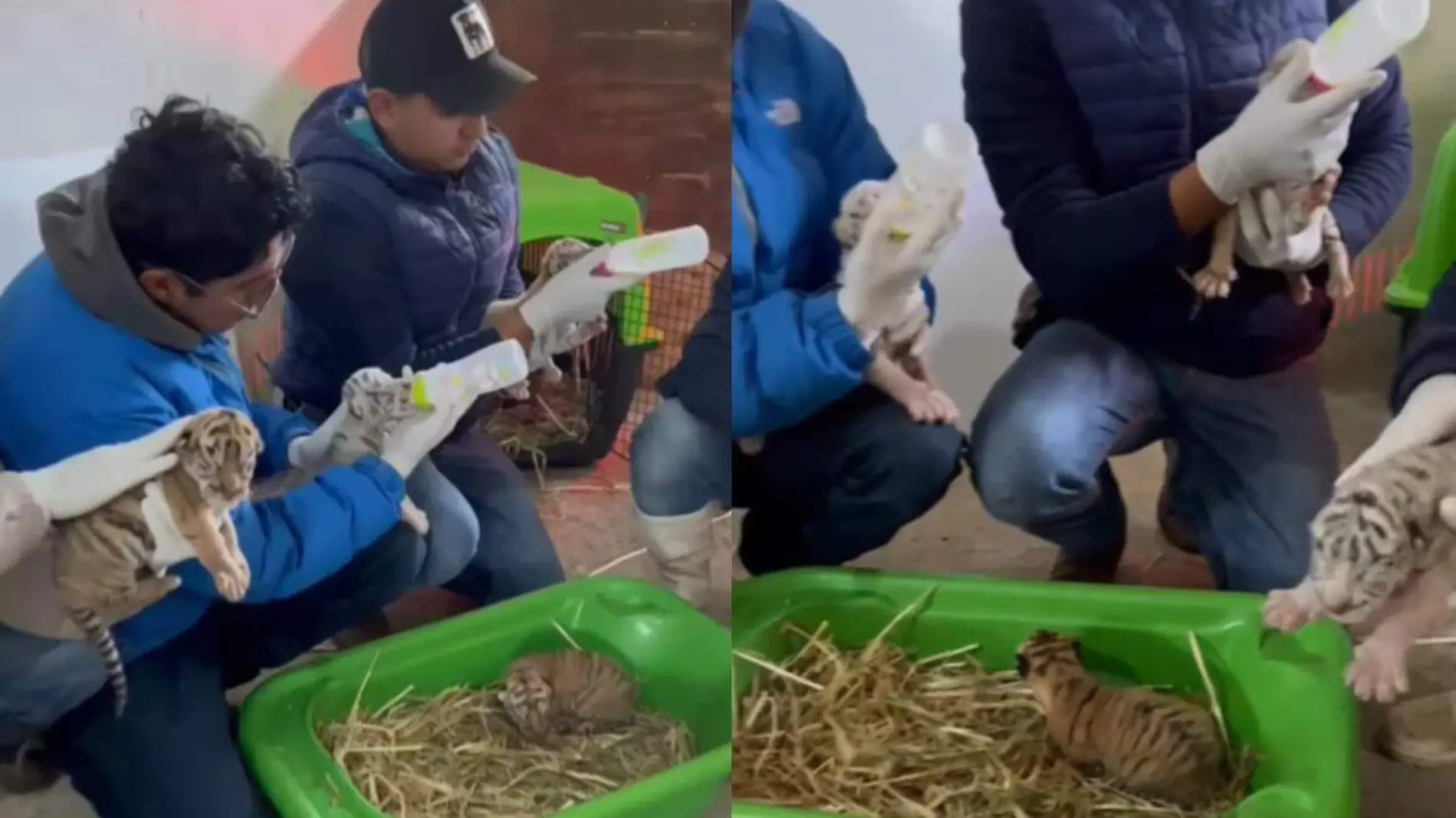 zoologico de Puebla da bienvenida a tigres de bengala